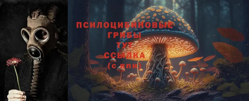 наркота  Белово  Псилоцибиновые грибы Magic Shrooms 